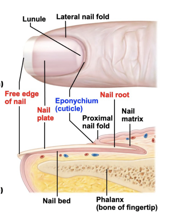 <ul><li><p>Made up of dead, keratinized cells filled with hard keratin</p></li><li><p>Rests on nail bed of epidermis</p></li><li><p>At the root, the nail bed thickens into nail matrix (actively growing part of the nail)</p></li></ul><p></p>