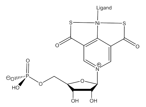 <p>biotine</p>