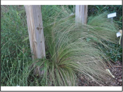 <p>Stipa tenuissima </p>