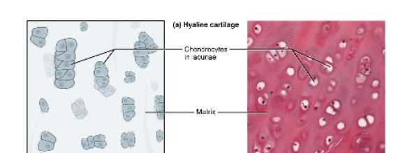 <p>Provides support with some flexibility. (ex: dog tissue)</p><p><span>Chondrocytes and a smooth appearing background (matrix)</span></p>