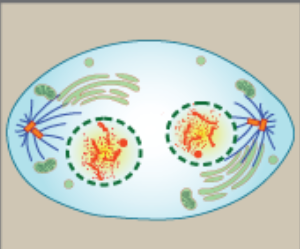 <ol><li><p>chromosomes decondense</p></li><li><p>nuclear envelope surrounds each set of chromosomes</p></li><li><p>spindle breaks down</p></li></ol><p></p>