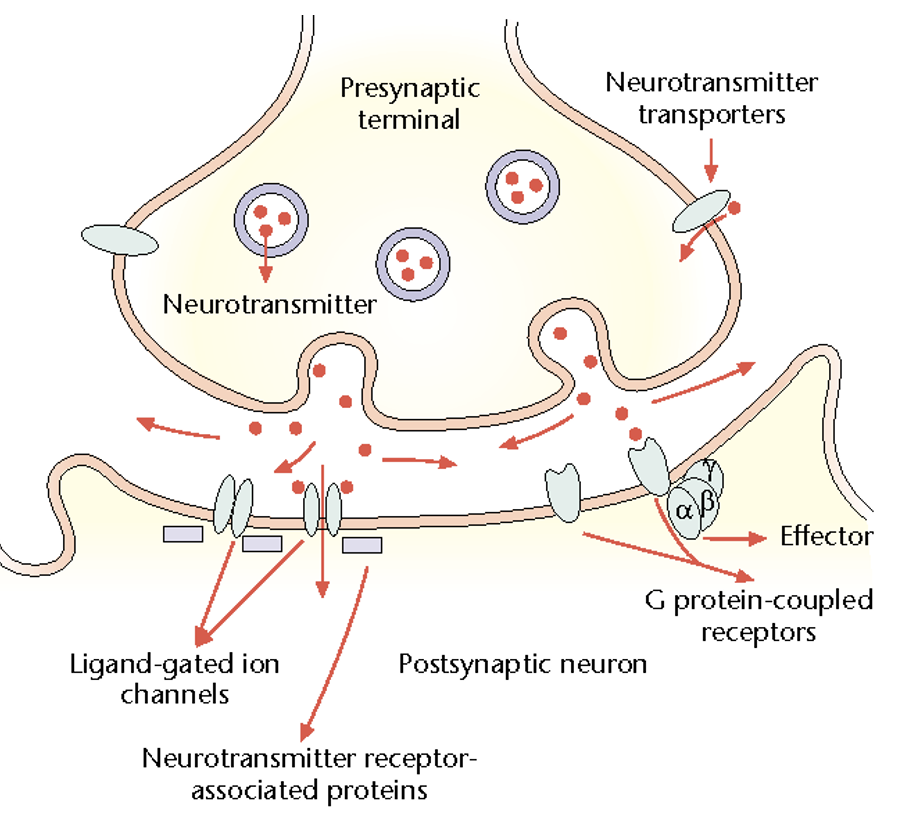 <ol><li><p>Diffuse away. </p></li><li><p>Actively taken up by transporters for recycling into the presynaptic neuron or glia. </p></li><li><p>Destroyed in the synaptic cleft by enzymes. </p></li></ol><p></p>