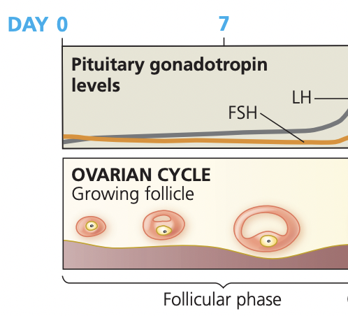 <p></p><ul><li><p>1–14 days</p></li><li><p>hypothalamus: secreates GnRH → stimulates the anterior pituitary to release FSH and LH</p><ul><li><p>from this estradiol production is stimulated </p></li></ul></li><li><p>FSH promotes the growth and maturation of several ovarian follicles.</p><p>The granulosa cells of these follicles secrete estriol as they grow.</p></li><li><p>Estriol stimulates endometrial thickening (proliferative phase of the uterine cycle).</p></li></ul><img src="https://knowt-user-attachments.s3.amazonaws.com/d22272b8-8dbe-48d1-a105-04a4a1df7e50.png" data-width="100%" data-align="center" alt="knowt flashcard image"><p></p>