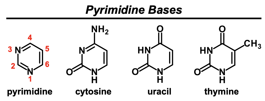 <p>pyrimidine</p>
