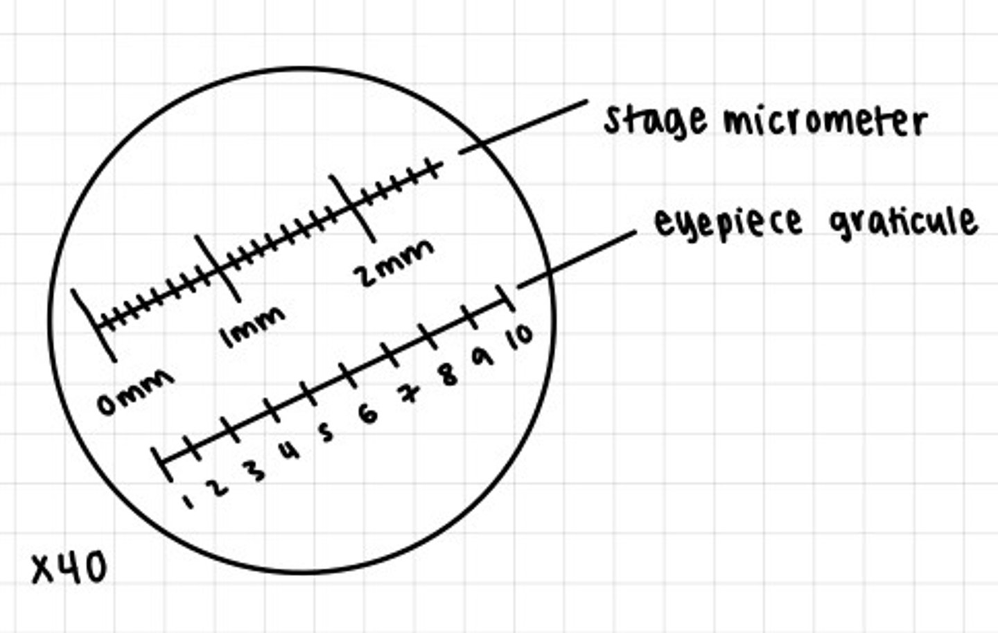 <p>1. Set up the microscope to the required magnification to view the sample.</p><p>2. Place a stage graticule on the stage.</p><p>3. Line up the two scales (the stage and eyepiece graticules) similar to the diagram.</p><p>4. Count the number of divisions on the eyepiece graticule equivalent to each division on the stage micrometre.</p><p>5. As the length equivalent to each division on the stage micrometer are known, it is possible to calculate the length of one eyepiece division.</p>