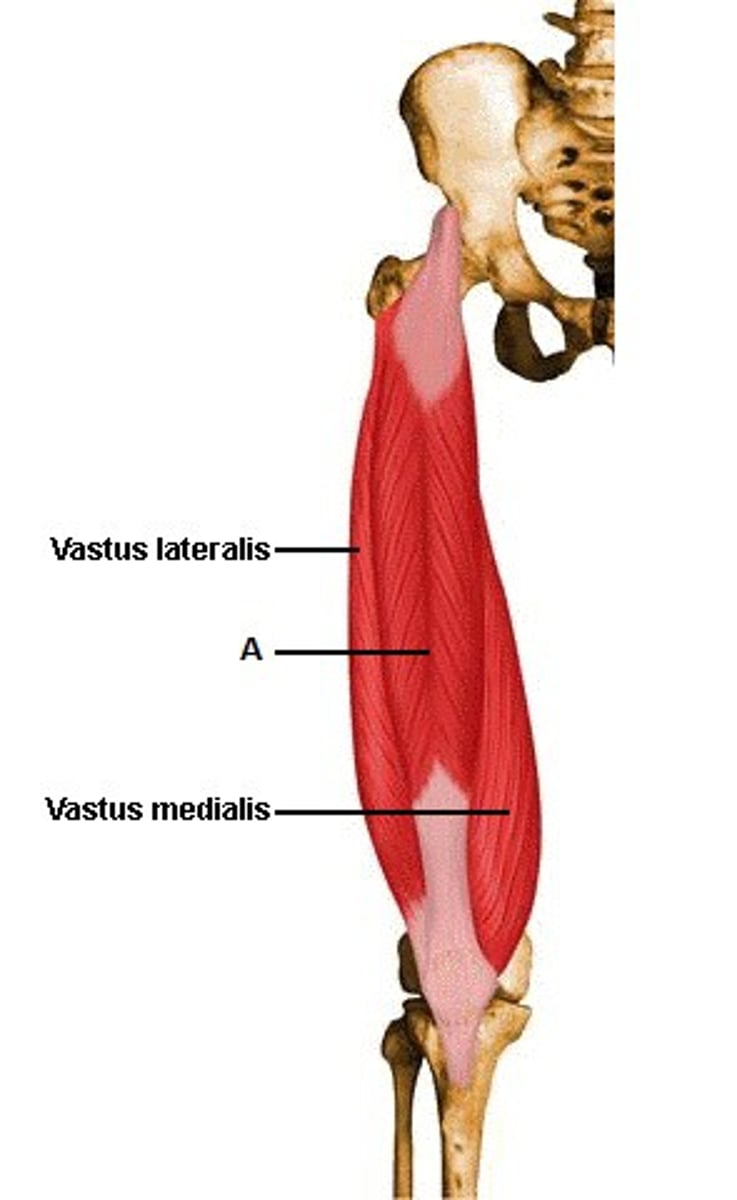 <p>Quadriceps muscles</p>