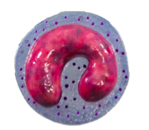 name the leukocytes (white blood cells)