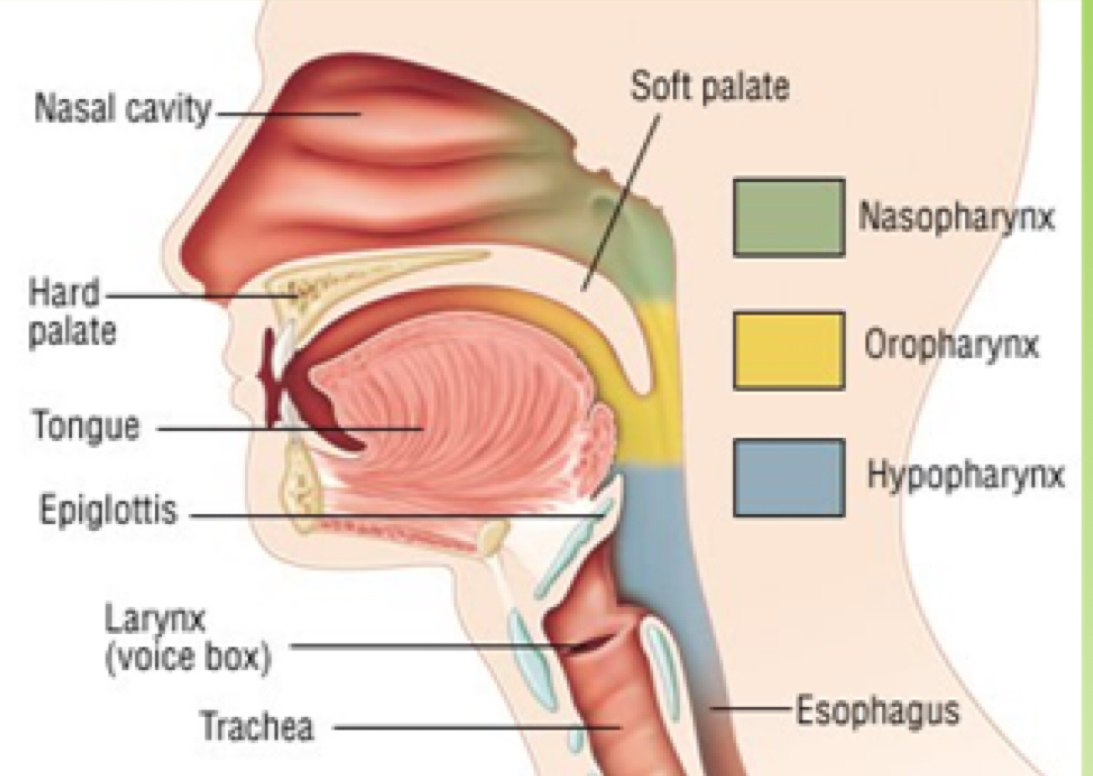 <p>Oral cavity and oral vestibule, middle and lower pharynx articulation prepares and transports food: swallowing</p>