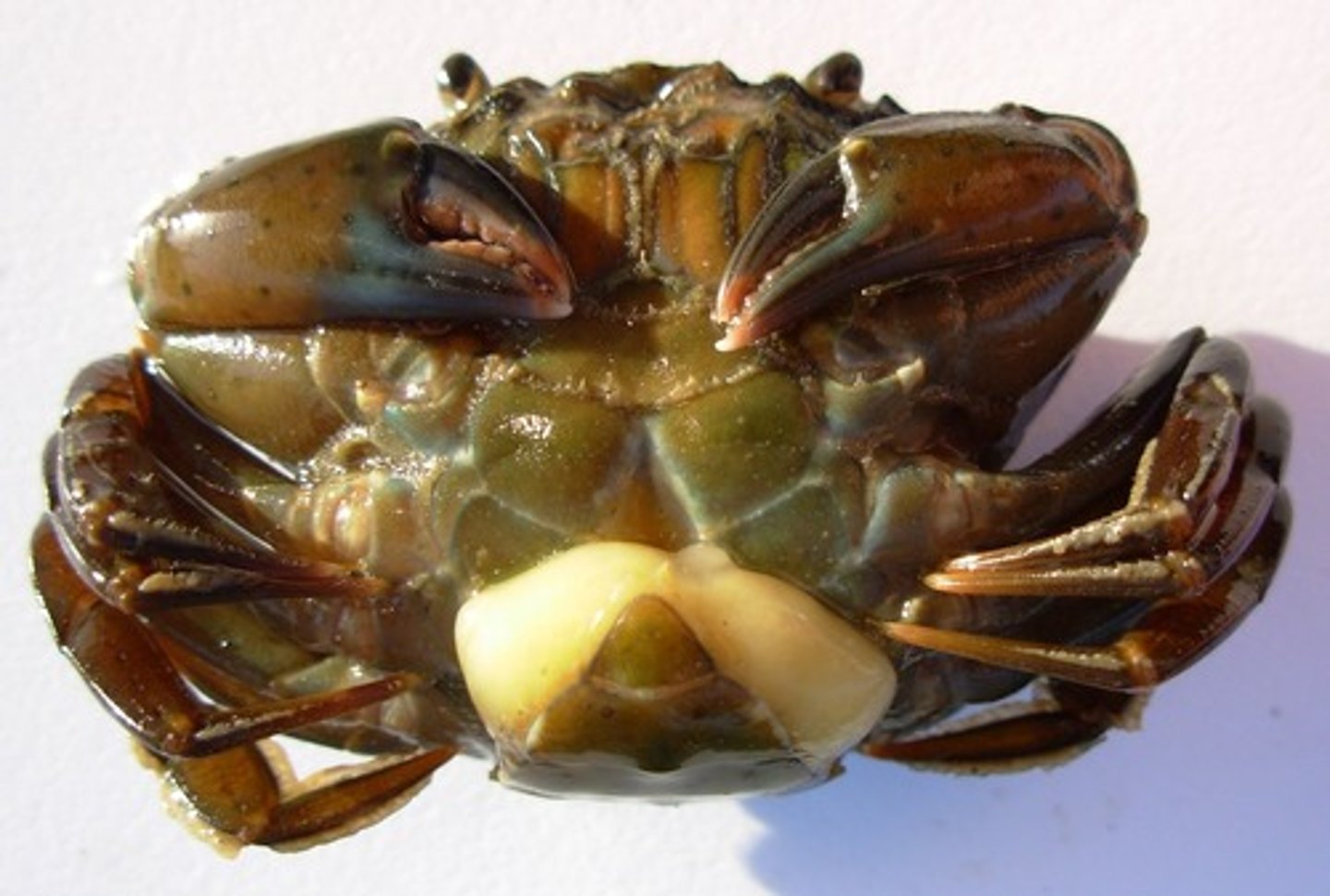 knowt flashcard image