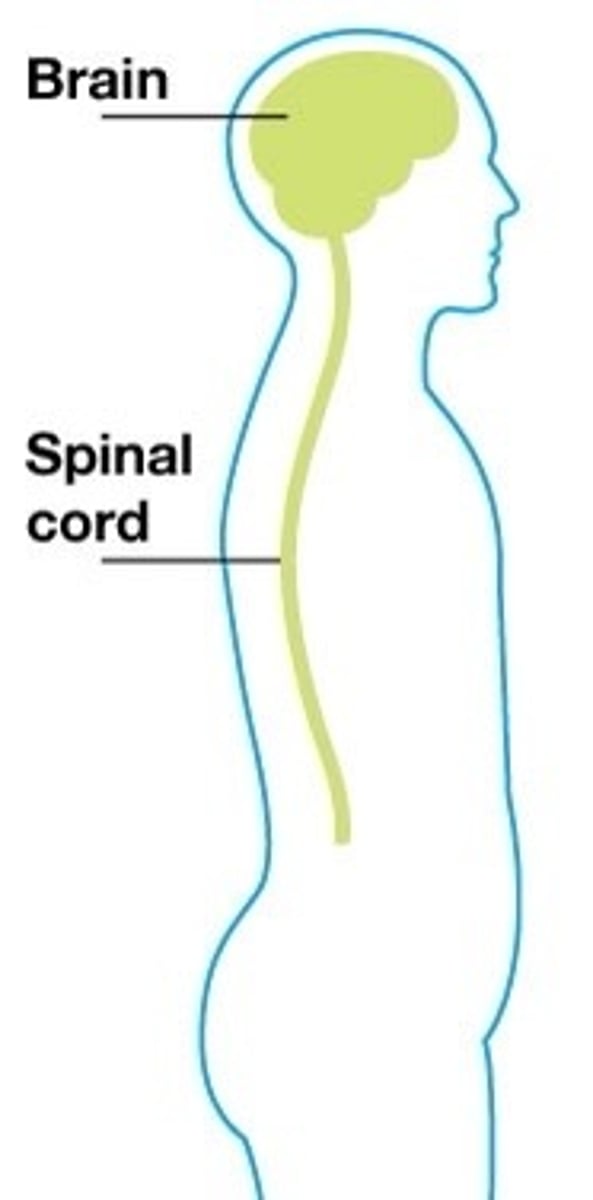 <p>The brain and spinal chord, which replays messages from the brain to the rest of the body to instruct it what to do.</p>