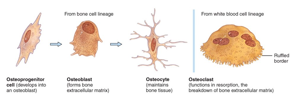 <p>Osteoprogenitor cells (bone stem cells), osteoblasts (bone-building cells), osteocytes (mature bone cells), and osteoclasts (bone remodel)</p>