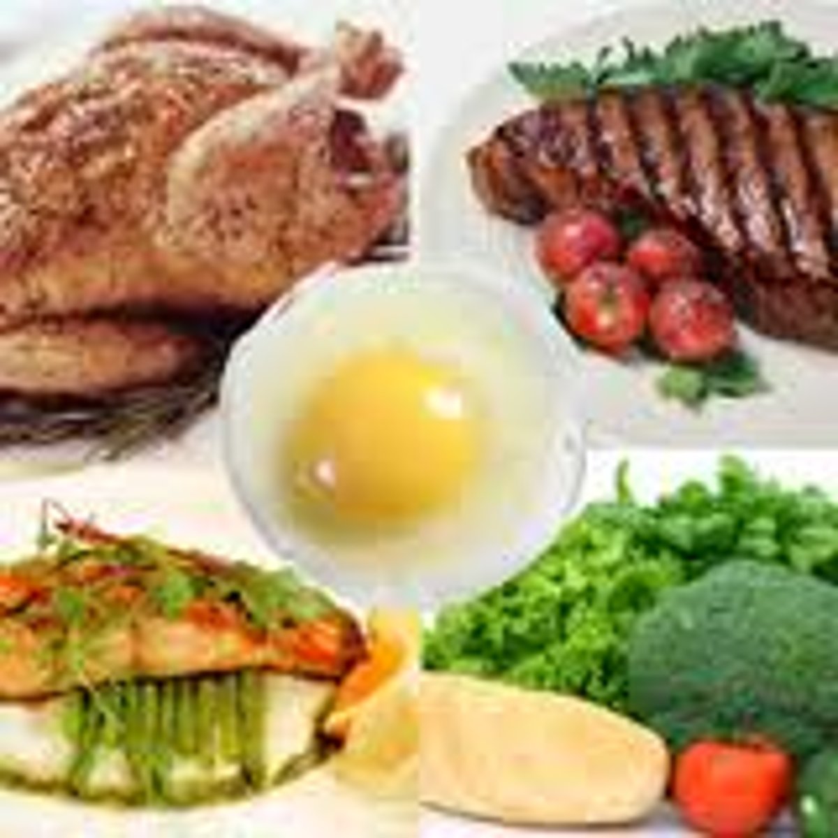 <p>protein</p>