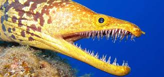 <p>scary teeth, eel</p>