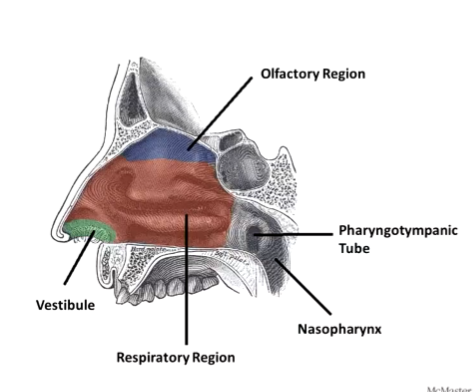 <p>Olfactory region and respiratory region </p><p>You only smell in the top portion of your nose (where CN I comes in)</p>