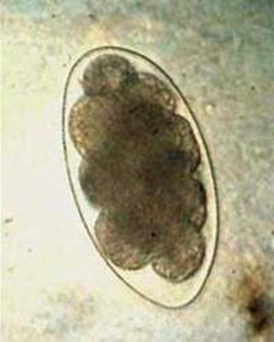 <p>northern canine hookworm</p>