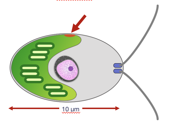 <p>identify the structure &amp; its general function</p>