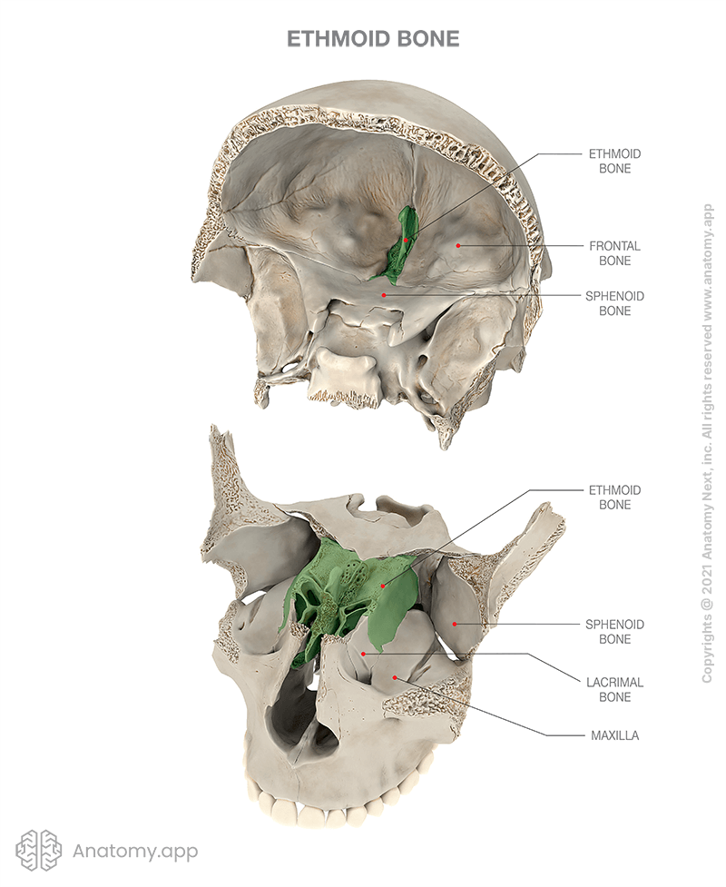 knowt flashcard image