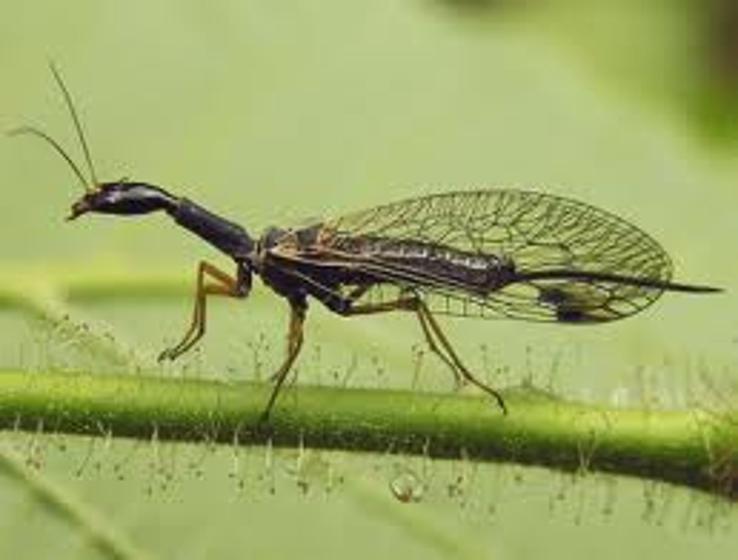 <p>Snakeflies</p>