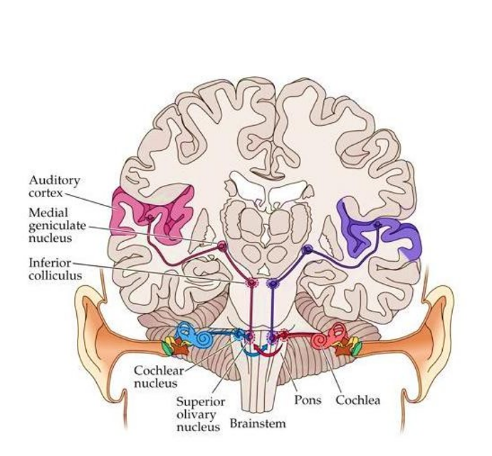 <p>1) <u>Cochlea</u></p><p>2) <u>Pons</u></p><p>3) <u>Colliculus inferior (auditieve tectum)</u></p><ul><li><p>integratie van & oriëntatie naar auditieve prikkels</p></li></ul><p>4) <u>Mediale geniculate nucleus in (auditieve) thalamus</u></p><p>5) <u>Primaire auditieve cortex (A1)</u></p><ul><li><p>insula, temporale kwab</p></li></ul><p>6) <u>Secundaire auditieve cortex (A2)</u></p><ul><li><p>auditieve info verder verwerkt & geïnterpreteerd (wat horen we?)</p></li></ul><p></p>