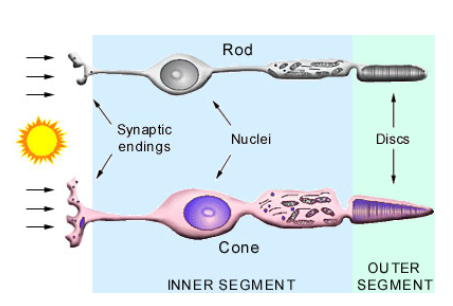 <p>Photoreceptor Rods</p>