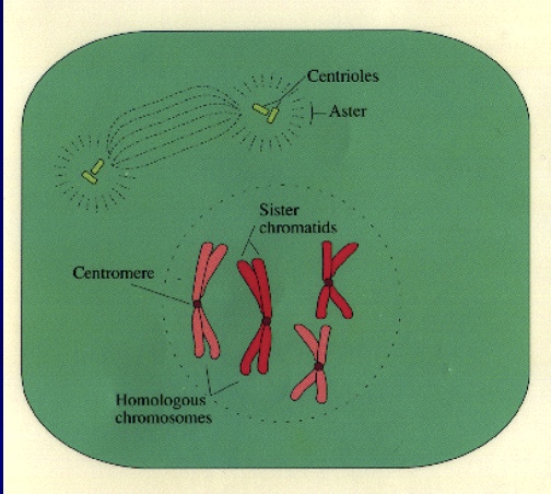 <p>what phase is this cell in&nbsp;</p>