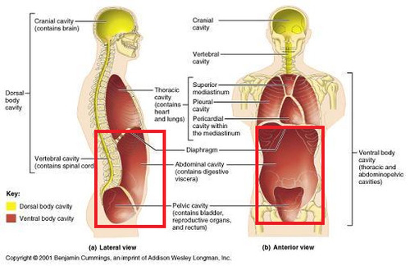 <p>the cavity inferior to the diaphragm which is divided into the abdominal and pelvic cavities</p>