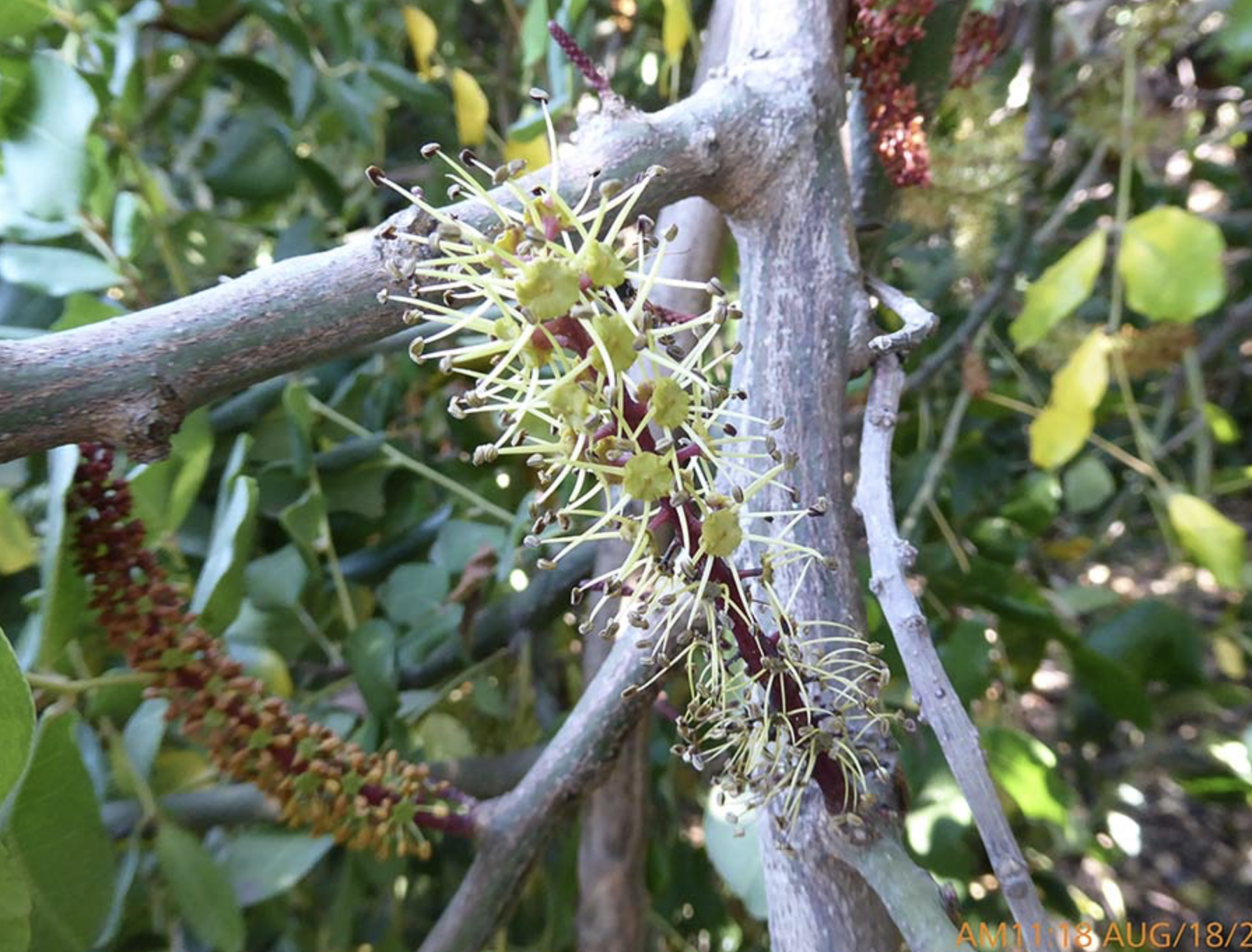 <p>Carob&nbsp;</p><p>distinct flouring stocks that come out of th branches, beans look like tamarind, there are bumps Fromm flour grouth in bark HEART SHAPED LEAVES&nbsp;</p>