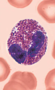 <ul><li><p>A type of White blood cell (Leukocytes)</p></li></ul><p></p><p><u>Granulocytes</u></p><ul><li><p>2-4% of all WBCs</p></li><li><p>Red-staining granules contain digestive enzymes</p><ul><li><p>Release enzymes onto large parasitic worms, digesting their surface</p></li></ul></li><li><p>Also play a role in allergies and asthma, as well as immune response modulation</p></li><li><p>Lack enzymes that specifically digest bacteria</p></li><li><p>Reside in loose tissues   </p></li></ul><p>Characteristics:</p><ul><li><p>Bilobed nucleus, connected by a broad band (thick)</p></li><li><p> red cytoplasmic granules</p></li><li><p>Large coarse granules  </p></li></ul><p></p>