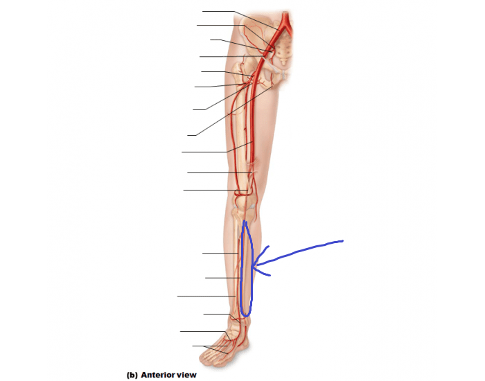 <p>branch of the poplieal artery that stays on the posterior aspect and follows the tibia (medial side)</p>