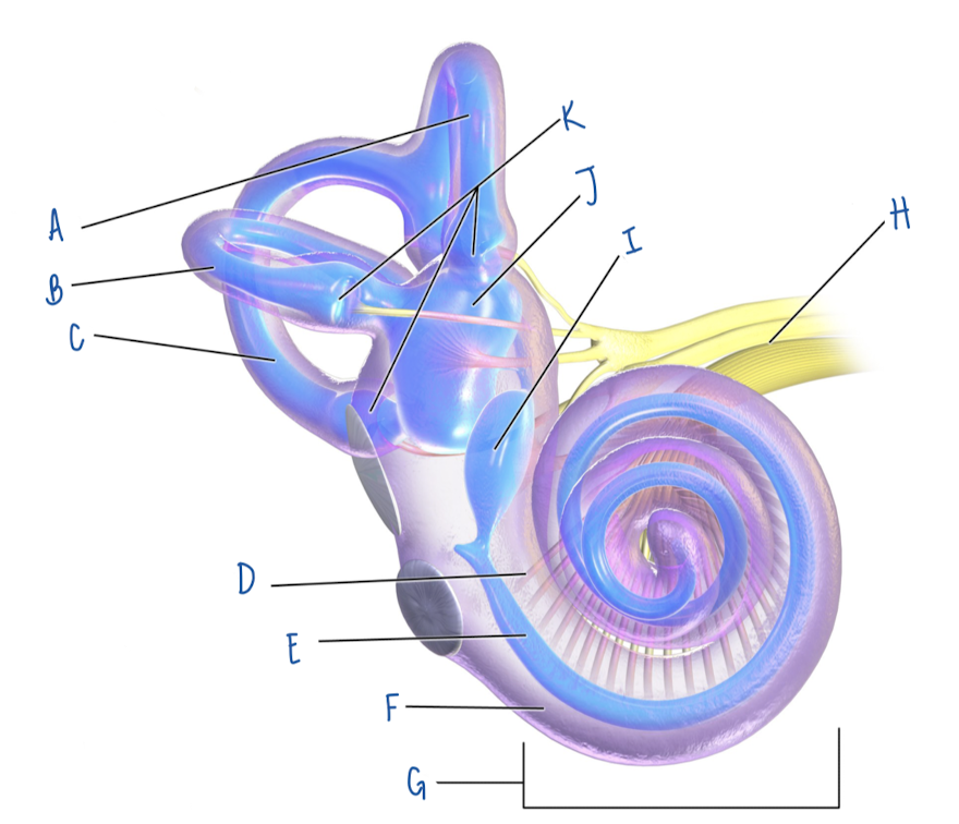 <p>Name the part of the inner ear labeled D</p>