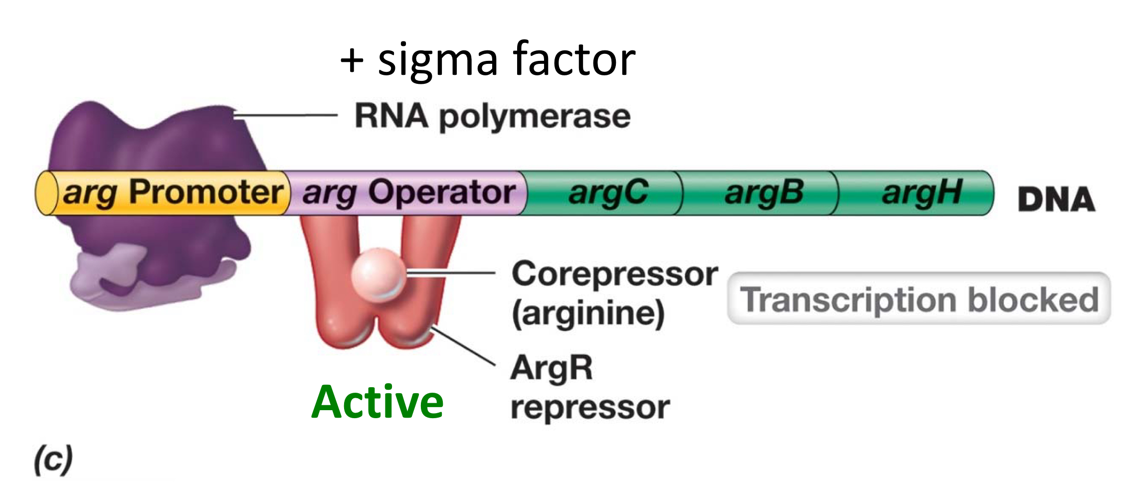 <ul><li><p>Specific repressor is <strong><em>activated</em></strong> when bound to effector, and repressor thus <strong><em>binds to the operator</em></strong>, blocking the way of RNA pol and stoping transcription.</p></li><li><p>The final outcome is <strong><em>to stop making</em></strong>, so the effector must be a <strong><em>corepressor</em></strong>.</p></li></ul><p></p>