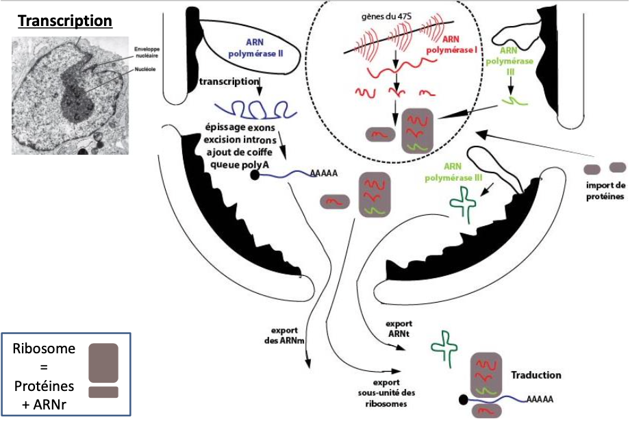 <p>Structure dans le noyau où l’ARNr (ARN ribosomique = 47S) est transcrit et les sous-unités des ribosomes sont assemblées.<br>Le nucléole est organisé autour des régions (boucles) chromosomiques appelées Organisateurs Nucléolaires (O.N.) qui comportent les gènes des ARNr 47S (Ces régions correspondent à l’ADN des constrictions secondaires que l’on peut voir sur certains chromosomes mitotiques)</p>
