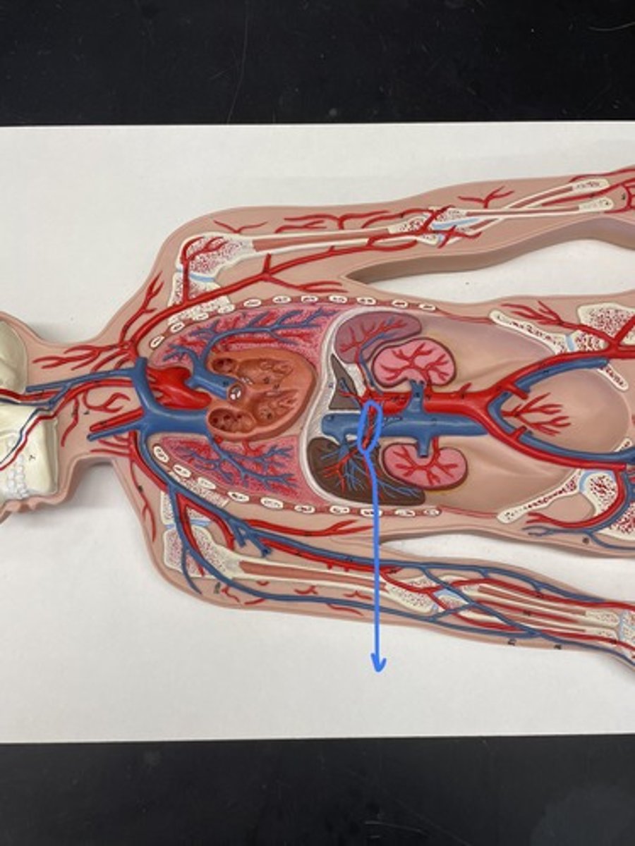 <p>Supplies the liver</p>