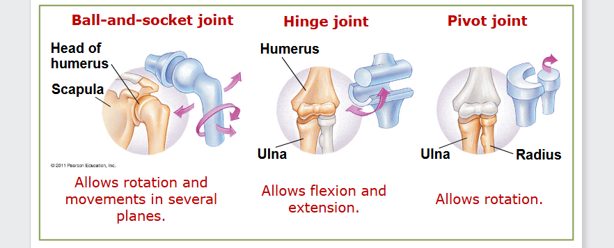 <ul><li><p class="ds-markdown-paragraph"><strong><span>Ball-and-Socket Joint</span></strong><span> (e.g., shoulder, hip): Allows </span><strong><span>circular movement, rotation</span></strong><span>.</span></p></li><li><p class="ds-markdown-paragraph"><strong><span>Hinge Joint</span></strong><span> (e.g., elbow, knee): Allows movement in </span><strong><span>one plane</span></strong><span> (flexion/extension).</span></p></li></ul><p></p>