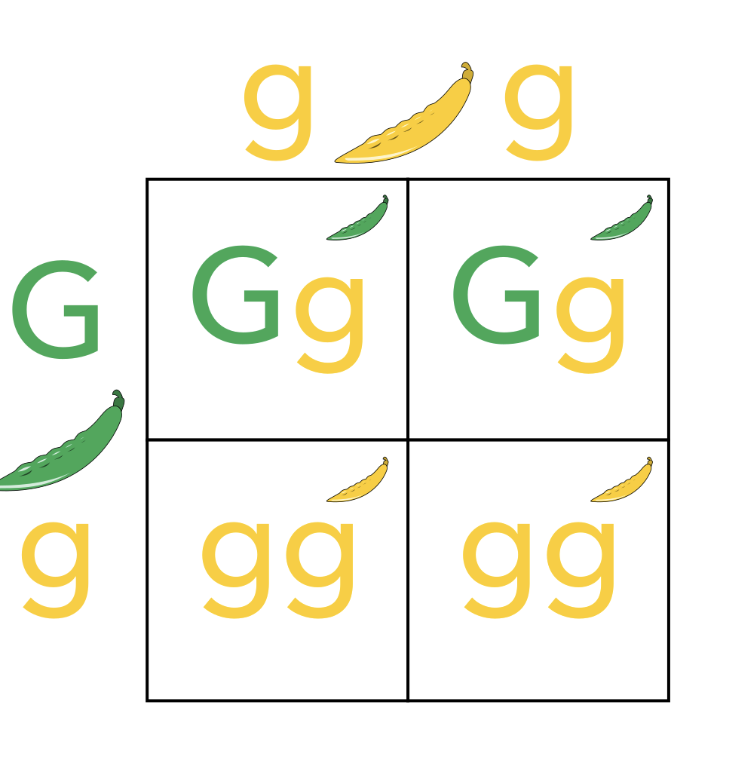 <p><span style="font-family: &quot;Proxima Nova&quot;, sans-serif"><strong>Punnett squares </strong>are used to determine the possible types of offspring that could result from a cross.</span></p>