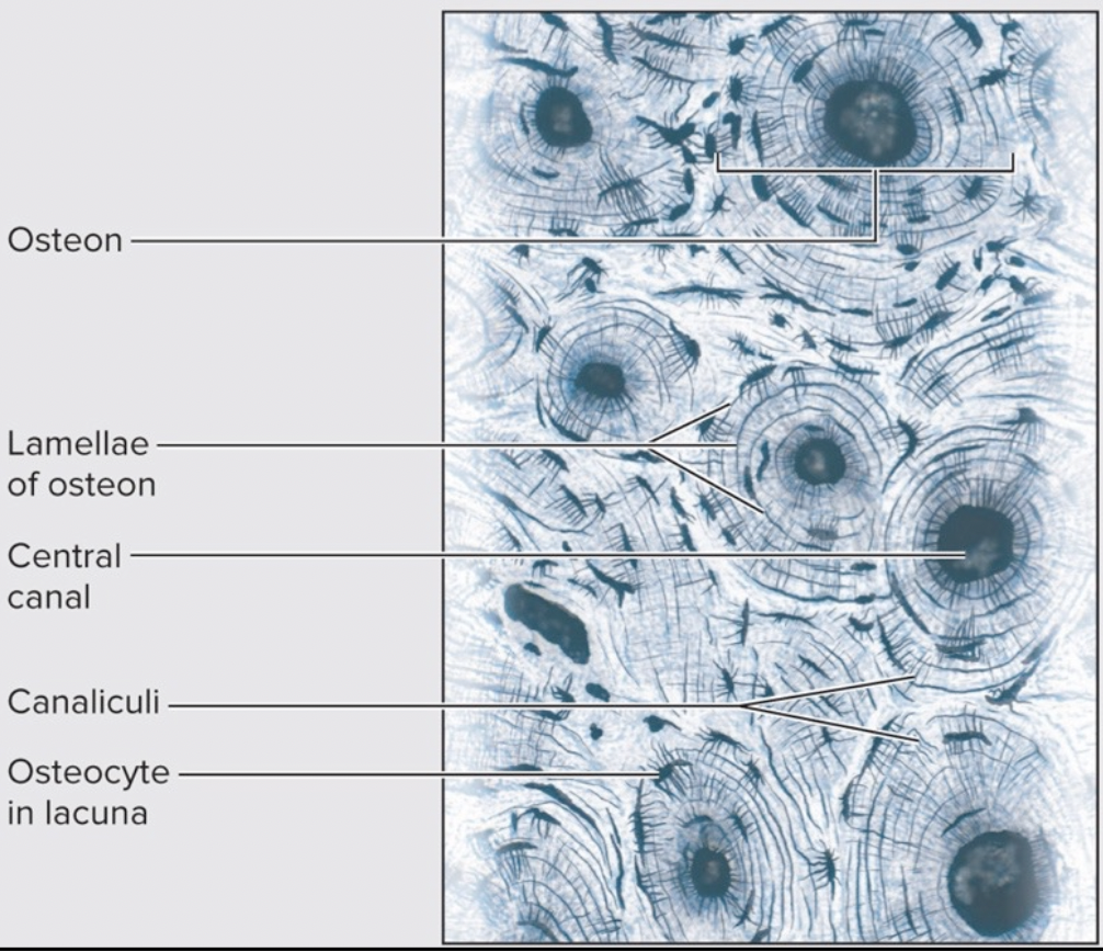 * The basic unit of compact bone is the **osteon**

                       *-Also known as a Haversian system*

* Solid and relatively dense
* Contain Circumferential lamellae \n 