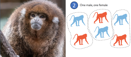 <ol><li><p>Often called “<u>pair bonding</u>”</p></li><li><p><u>Mated </u>pair and their young</p></li></ol><p></p>