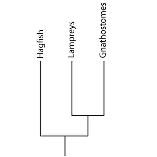 <p>This image depicts which hypothesis?</p>