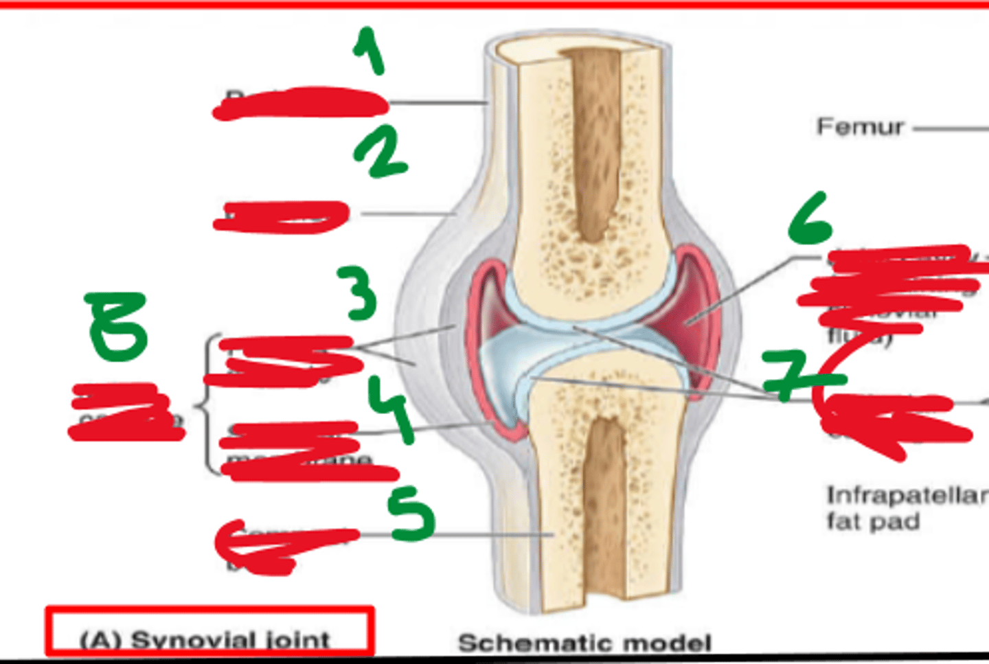 <p>1. periosteum</p><p>2. ligament</p><p>3. fibrous capsule</p><p>4. synovial membrane</p><p>5. compact bone</p><p>6. joint cavity (contains synovial fluid)</p><p>7. articular cartilage</p>