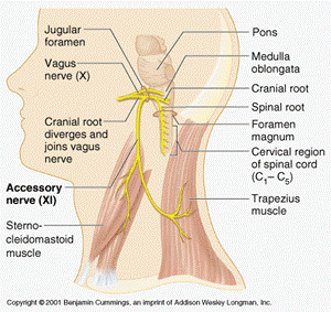 accessory nerve