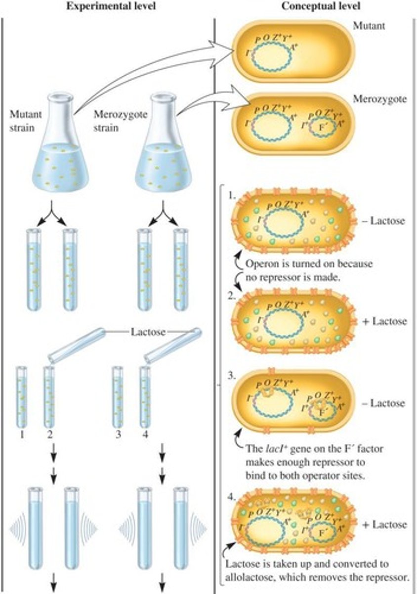 <p>Plasmids that carry portions of the lac operon used in bacterial conjugation.</p>