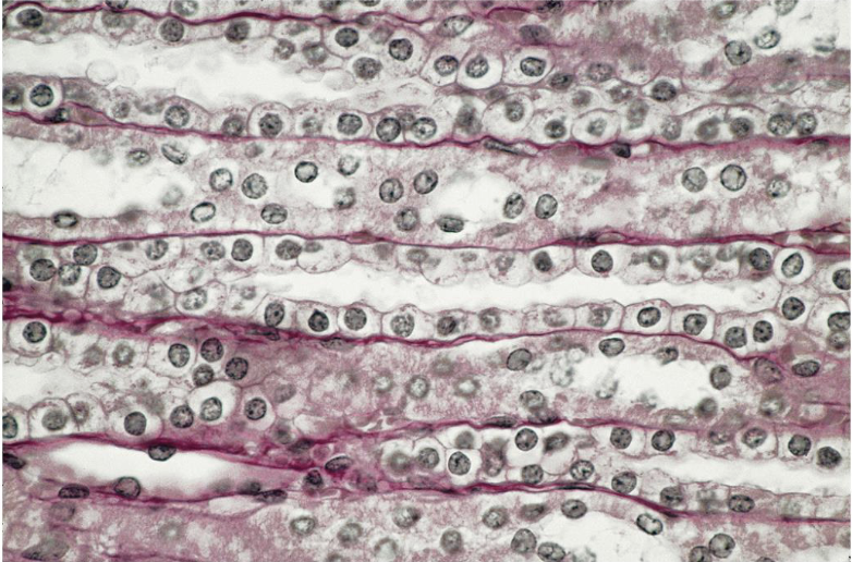 <p>what tissue is this</p>