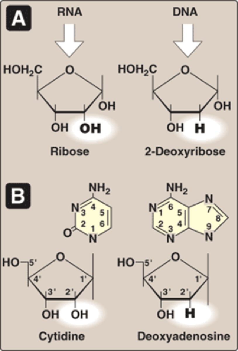 <p>ribose = OH @C2 <br>deoxyribose = H @C2 (deoxy=no oxygen)<br><br>OH unstable-RNA harder to deal with</p>