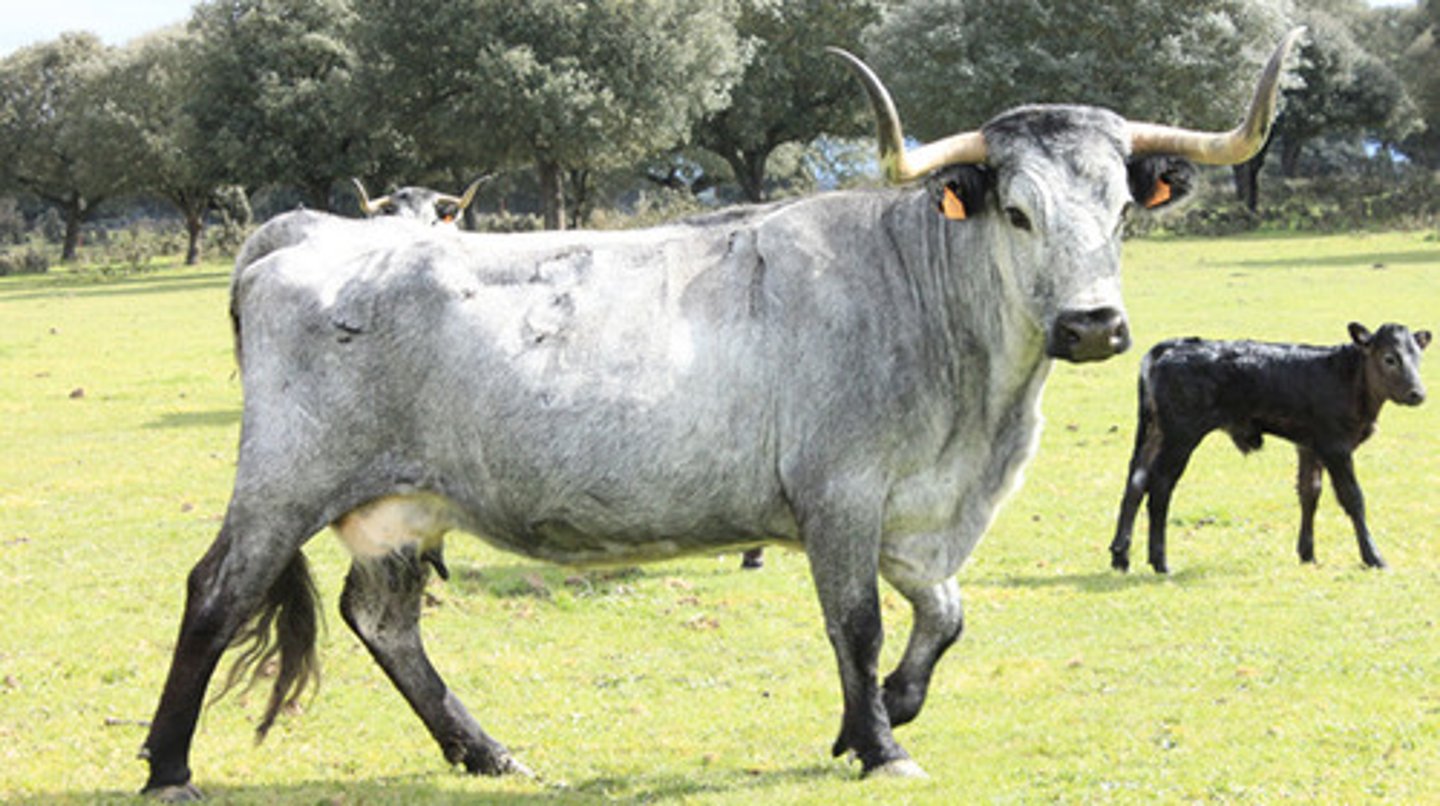 <p>black or blue roan, upturned horns, used to be fighting bulls, now meat, extensive, fights wolfs</p>