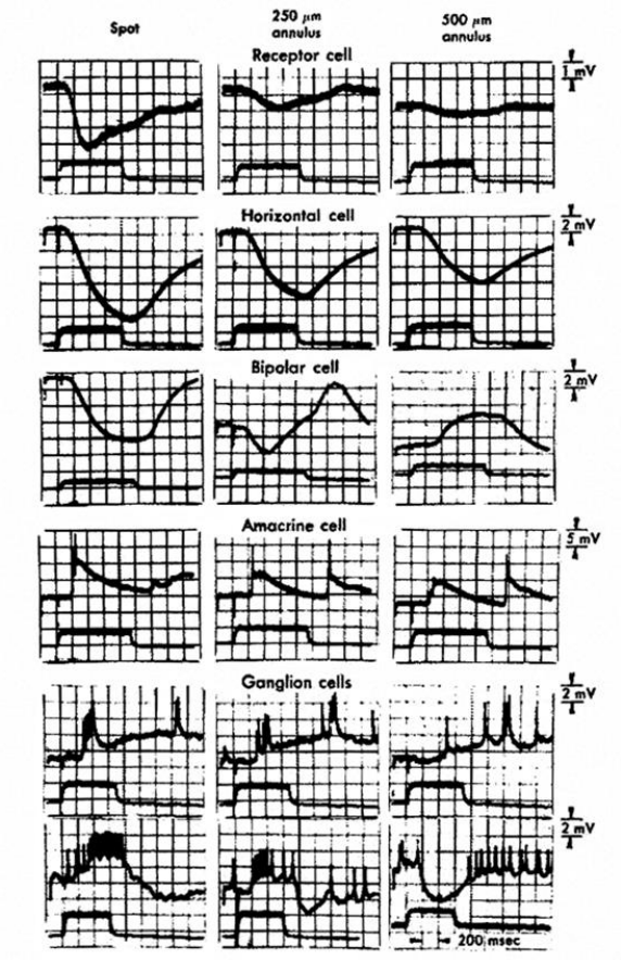 <p>photoreceptors convert light into a <strong>neuroelectrical </strong>response (act as a transducer)</p><p>unlike typical neural cells photoreceptors<strong> do not produce action potentials (only produce membrane potential changes)</strong></p><p>unlike most CNS cells the photoreceptors <strong>do not depolarize </strong>when excited, they <strong>hyperpolarize</strong></p><p><strong>Dark current</strong></p><ul><li><p>in the <strong>dark </strong>the <strong>Na+ channels are open </strong>and Na+ flows into the outer segment and is<strong> pumped out the inner segment </strong>- a continuous cycle</p></li><li><p><strong>light </strong>results in a <strong>closure of the Na+ channel</strong>s so Na+ doesn't flow in but it is<strong> still pumped out</strong> - inside becomes more negative (<strong>hyperpolarizes</strong>)</p></li><li><p>in the <strong>dark </strong>the photoreceptors release neurotransmitter continually - <strong>glutamate</strong></p></li></ul><p><strong>Effects of light</strong></p><ul><li><p>in the <strong>dark </strong>the <strong>inside </strong>of the photoreceptor is about <strong>20 millivolts more negative</strong> than the outside</p></li><li><p>when <strong>light hits </strong>the photoreceptor there is a series of chemical reactions that results in the <strong>inside of the cell becoming more negative (-60 millivolts)</strong></p></li></ul><p><strong>Chemical reactions</strong></p><ul><li><p><strong>rhodopsin --&gt; opsin + all-trans retinal</strong></p><ul><li><p>with light (photoreaction) - <strong>rhodopsin → bathorhodopsin</strong></p></li></ul></li><li><p>concentration of free <strong>cGMP </strong>decreases; cGMP needed to bind at Na+ channels to keep them open</p></li><li><p>decreasing the cGMP concentration <strong>closes some of the Na+ channels</strong></p></li><li><p>results in the<strong> inside of the cell becoming more negative</strong></p></li></ul><p></p>