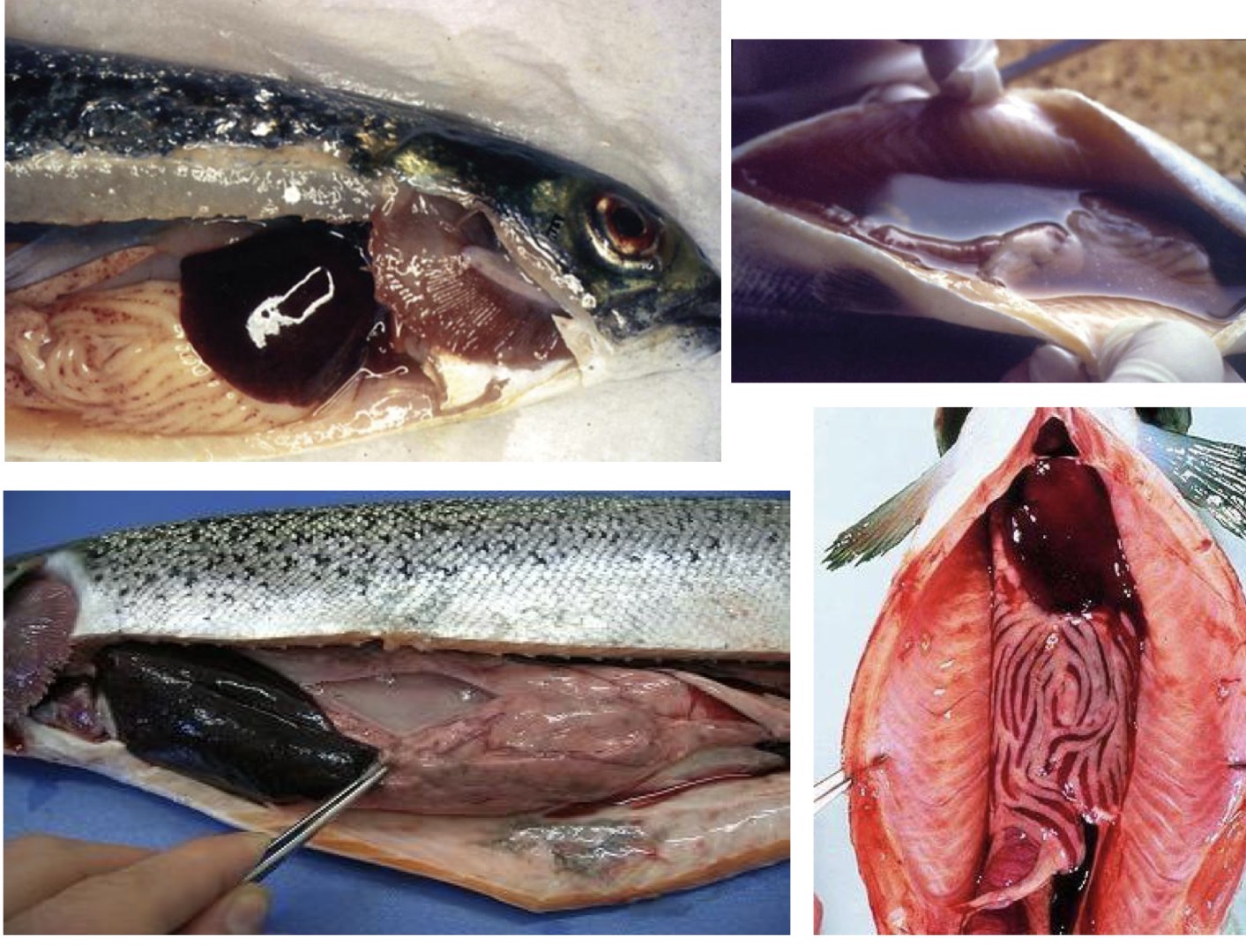 <p><strong>Causative agent:</strong></p><ul><li><p><strong><mark data-color="red" style="background-color: red; color: inherit;">Salmon isavirus (ISAV)</mark></strong></p></li><li><p>Family <strong>Orthomyxoviridae</strong></p></li><li><p><strong>OIE-listed disease</strong> (notifiable)</p></li></ul><p></p><p><strong>Susceptible hosts</strong></p><ul><li><p><strong>Atlantic salmon</strong> (most susceptible, especially <strong>marine phase</strong>)</p></li><li><p>Rainbow trout, brown trout, Pacific salmon (less susceptible)</p></li></ul><p></p><p><strong>Transmission</strong></p><ul><li><p><strong>Horizontal - </strong>penetrates through <strong>gills</strong></p></li><li><p><strong>Mechanical vector:</strong> sea lice (<em>Lepeophtheirus salmonis</em>)</p></li><li><p>Spread via water and infected fish</p></li></ul><p></p><p><strong>Clinical signs</strong></p><ul><li><p><strong>Severe anemia</strong></p></li><li><p>Lethargy, darkening of skin</p></li><li><p>Loss of appetite</p></li><li><p><strong>Ascites</strong></p></li><li><p>Respiratory distress</p></li></ul><p></p><p><strong>Pathological changes</strong></p><ul><li><p><strong>Hemorrhages in internal organs</strong></p></li><li><p><strong>Scaly edema</strong></p></li><li><p><strong>Splenomegaly</strong></p></li><li><p>Darkened liver</p></li><li><p><strong>Necrosis of renal tubules</strong></p></li></ul><p></p><p><strong>Prevention & Therapy</strong></p><ul><li><p><strong>Vaccination</strong> (reduces severity, <strong>not fully protective</strong>)</p></li><li><p>Strict <strong>biosecurity</strong></p></li><li><p>Control of <strong>sea lice</strong></p></li><li><p>No curative treatment</p></li></ul><p></p><p><strong>Diagnosis</strong></p><ul><li><p><strong>Virus isolation</strong></p></li><li><p><strong>PCR</strong> (most important)</p></li><li><p>ELISA, virus neutralization test (VNT)</p></li></ul><p></p><p><strong>One-sentence oral exam answer</strong></p><figure data-type="blockquoteFigure"><div><blockquote><p>“Infectious salmon anemia is a notifiable viral disease of Atlantic salmon caused by ISAV, transmitted horizontally mainly through gills and via sea lice, leading to anemia, hemorrhages, and high mortality.”</p></blockquote><figcaption></figcaption></div></figure><p></p><p><strong>Exam memory tips</strong></p><ul><li><p><strong>ISA = anemia + Orthomyxovirus</strong></p></li><li><p><strong>Marine phase + sea lice vector</strong></p></li><li><p><strong>OIE listed → strict control</strong></p></li></ul><p></p>