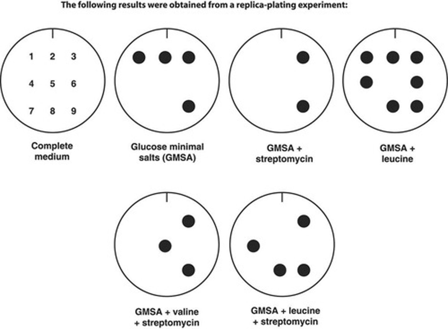 <p>Colonies that appear on the streptomycin</p><p>replica plate but are absent on the leucine-free replica plate are streptomycin-resistant</p><p>and leucine-requiring.</p>