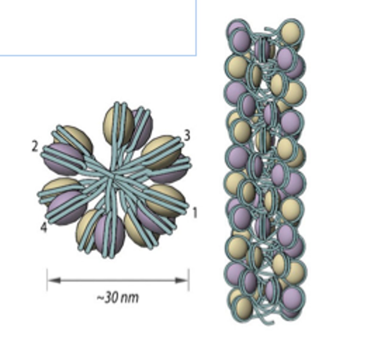 <p>The alternate supercoiling model of DNA that forms a chromatin structure using nucleosomes. Nucleosomes appear to be stacked in an nonuniform, zigzag pattern.</p><p>The DNA backbone is not flexible enough to bend between nucleosomes, so DNA CANNOT BEND in this structure. Allows more compaction than solenoid model.</p><p>Uses straight linker DNA to connect opposite nucleosomes.</p>