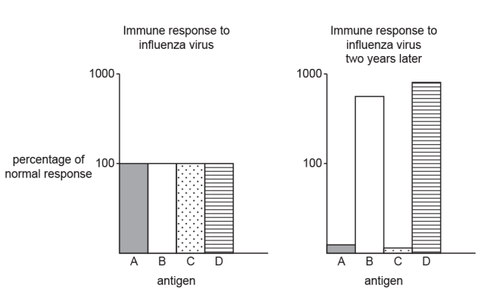 <p>Fig. 4.1 shows one person’s immune response to the influenza virus when they were first infected and when they were infected two years later by a new, mutated strain of the virus. </p><p>The influenza virus has many antigens to which the immune system can respond. Fig. 4.1 shows the response to four of these antigens (A–D).</p><p>Explain the differences in the person’s initial immune response to the influenza virus with their immune response two years later</p>