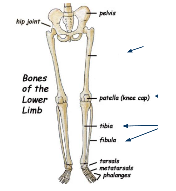 <p>What bone is this?</p>